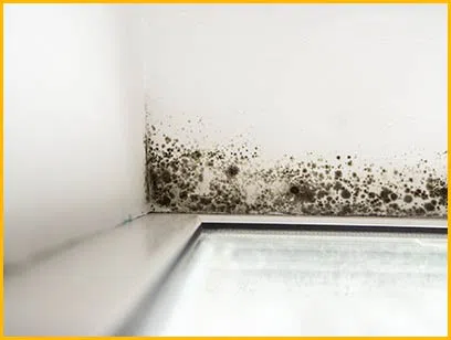 Fort Lauderdale Water Damage Fort Lauderdale, FL 954-372-1761 - 5-Mold-Remediation-content